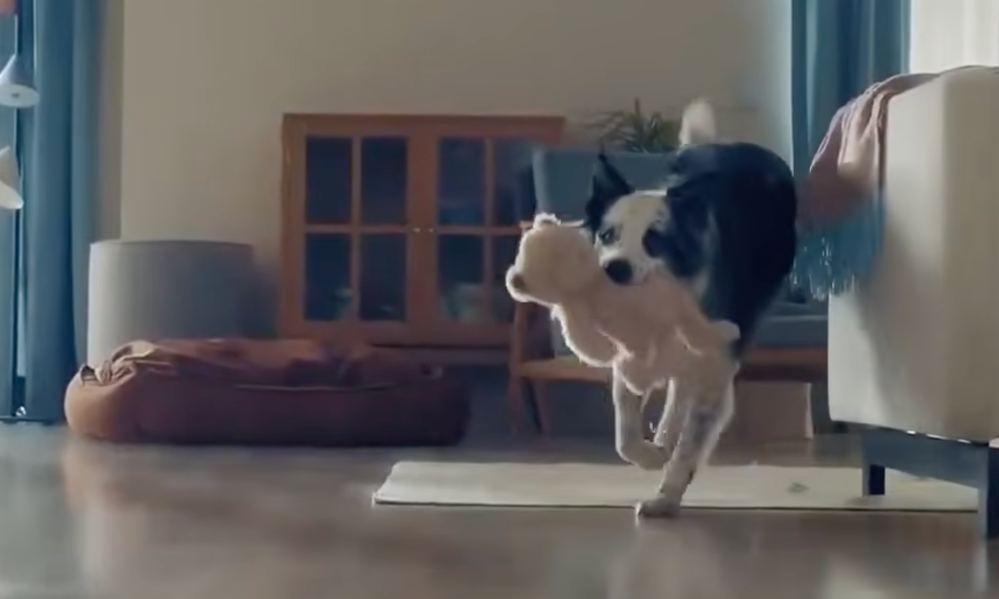 Türkiye'de yeni kabahatler: Köpek annesi ve Yahudi olmak